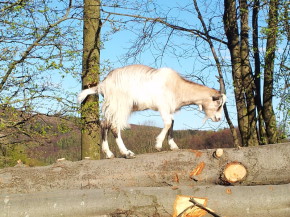 Ziege, Wald, Pferdehof Steinberger